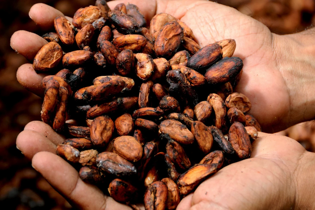 Cacao vs Cocoa: Head to head