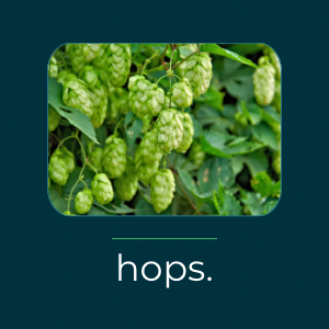 What is hops