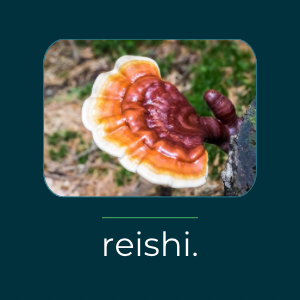 Reishi mushroom supplements