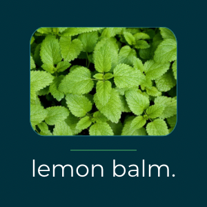 Lemon balm for sleep